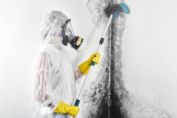 Trusted Clermont, IN Mold Removal Experts