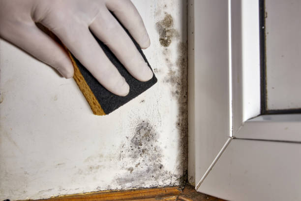 Best Basement Mold Removal  in Clermont, IN