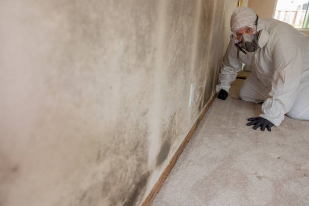 Best Industrial Mold Remediation  in Clermont, IN